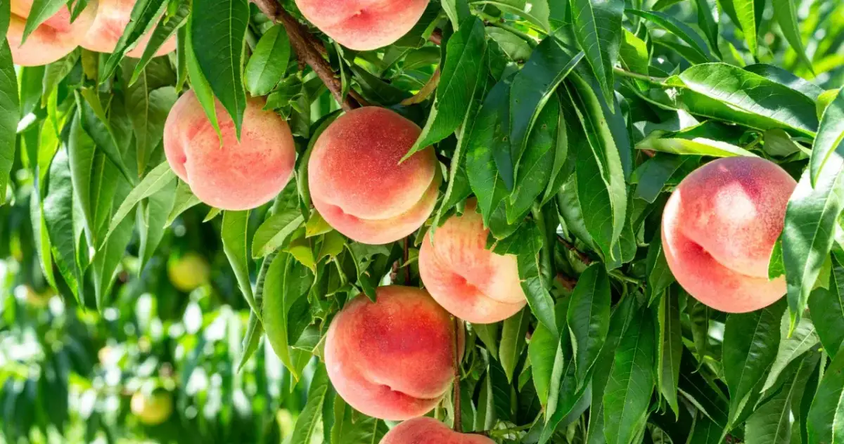 Kiedy sadzić brzoskwinie? Wiosna czy jesień? Sprawdź!