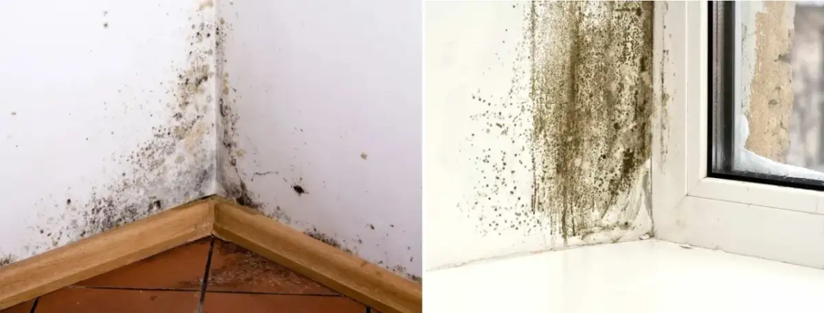 Jak napisać pismo do spółdzielni mieszkaniowej w sprawie grzyba?