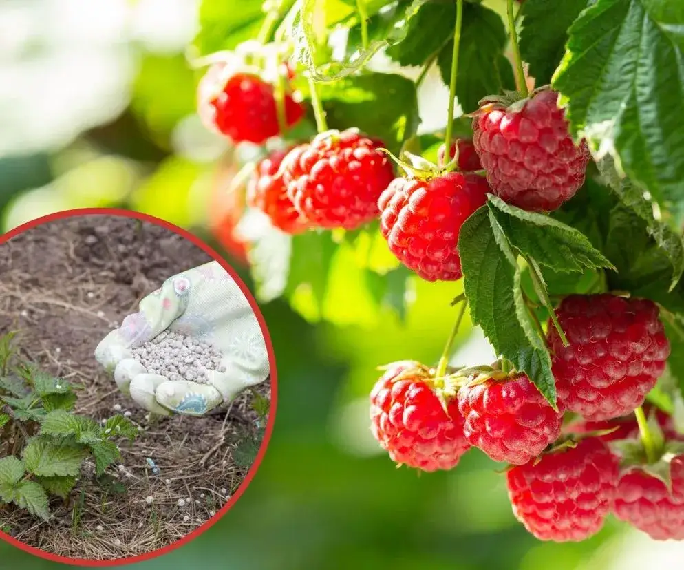 Jakim nawozem zasilic maliny, aby uniknąć błędów w uprawie?
