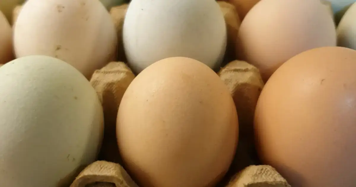 Zbliżenie na kilka jajek w wytłoczce: zielone, białe i brązowe.