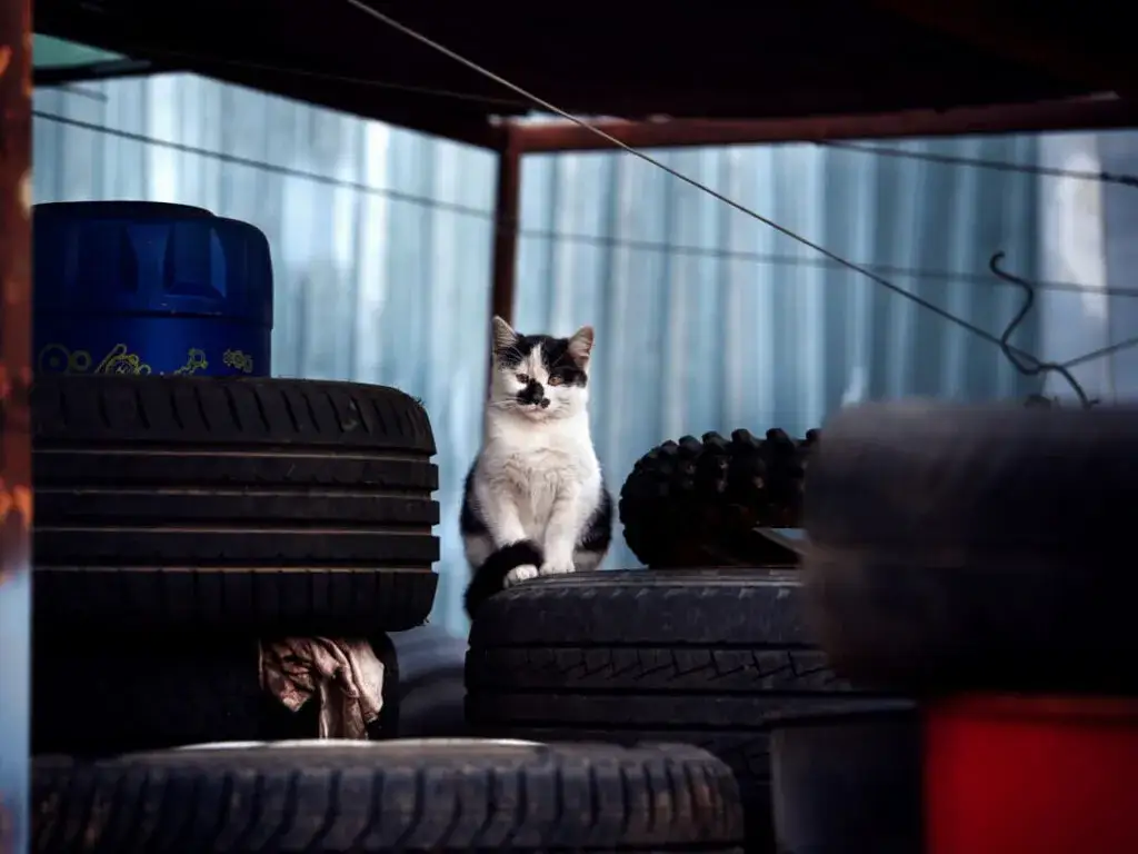 Czy kotka wraca do domu? Oto co musisz wiedzieć o zaginięciu kota