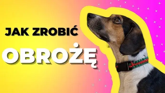 Jak zrobić idealną obrożę dla psa? Bezpieczny poradnik DIY