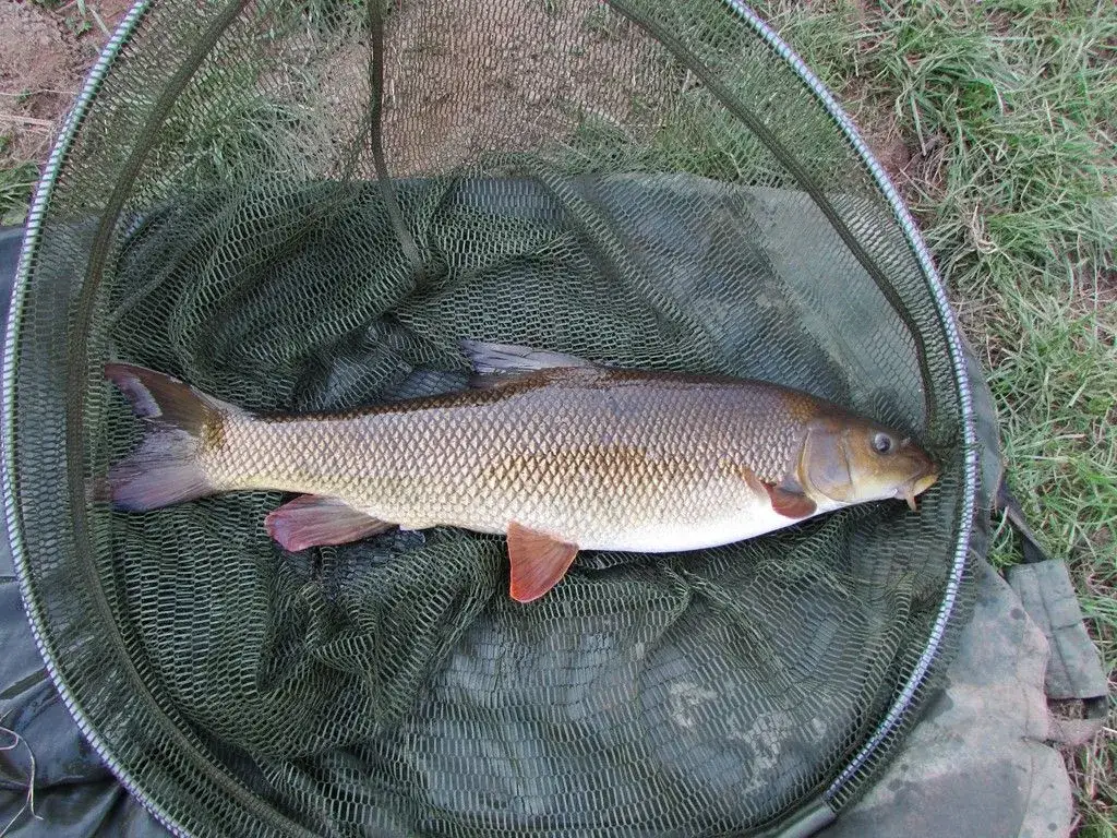 Brzana pospolita - wszystko, co musisz wiedzieć o tej rybie