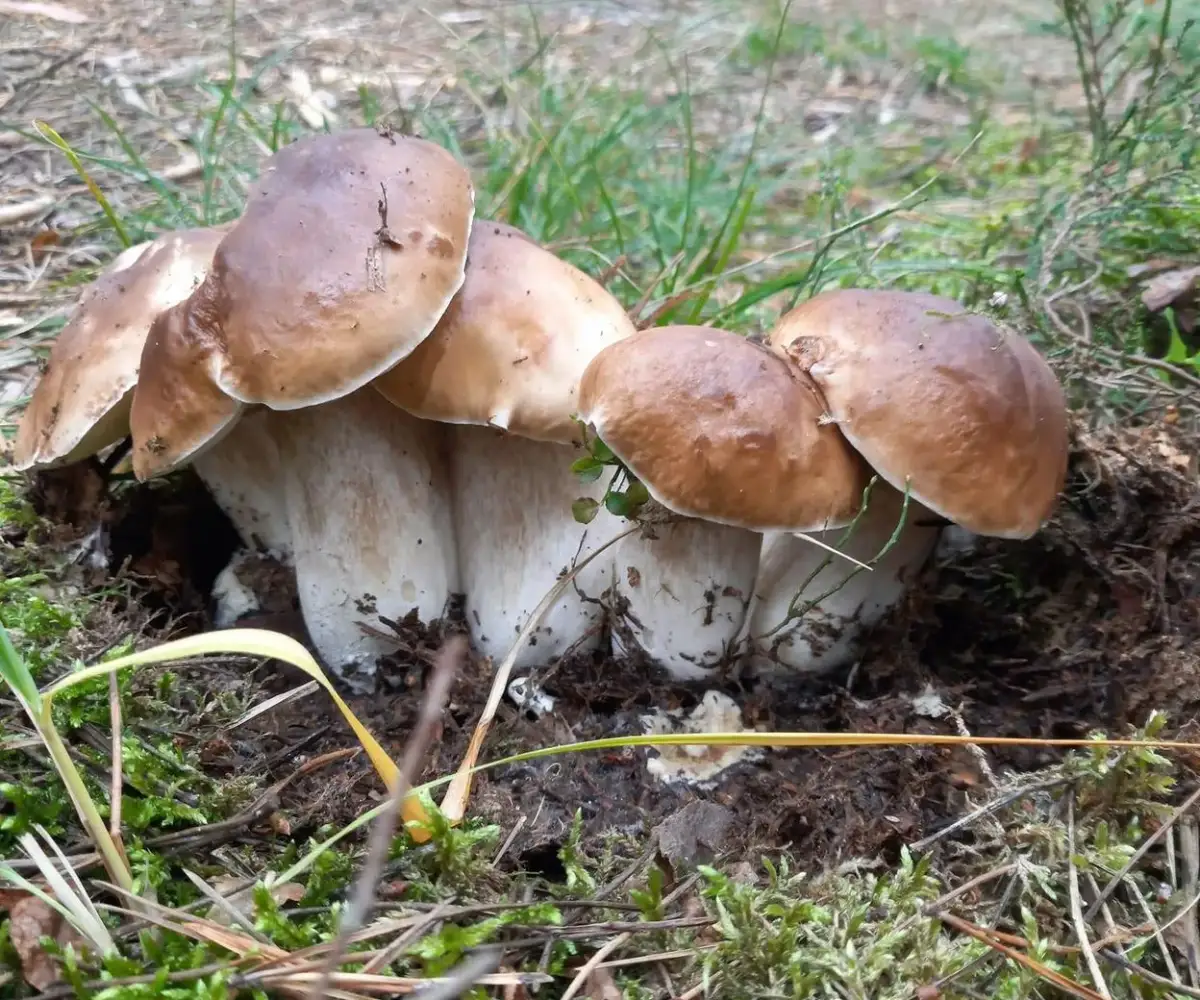 Kiedy jest sezon na grzyby? Sprawdź najlepsze miesiące na grzybobranie