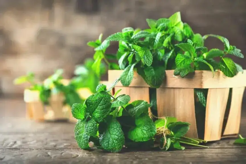 Czy pies może jeść miętę? Sprawdź, co musisz wiedzieć o bezpieczeństwie