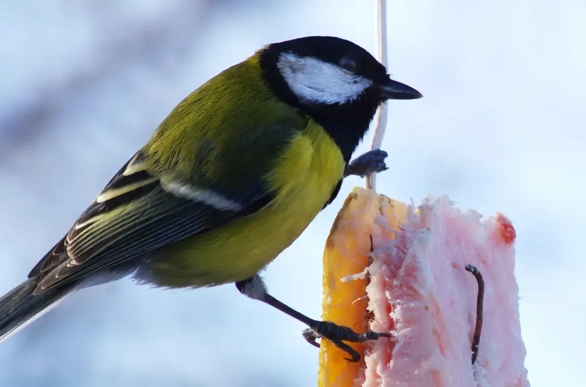 Wędzona słonina dla sikorek? To trucizna! Czym karmić ptaki zimą?