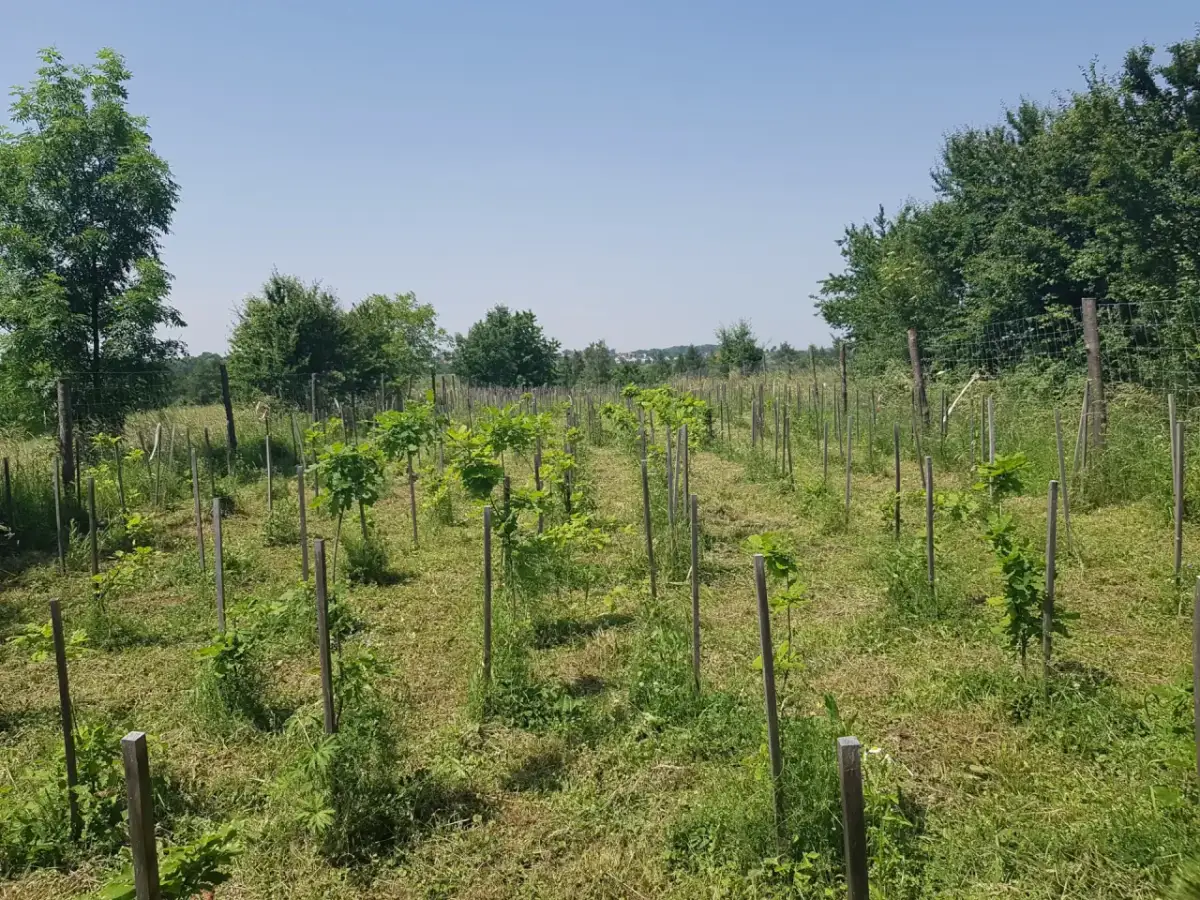 Młode drzewka, być może gatunki zagrożone wyginięciem, rosną w rzędach na łące.
