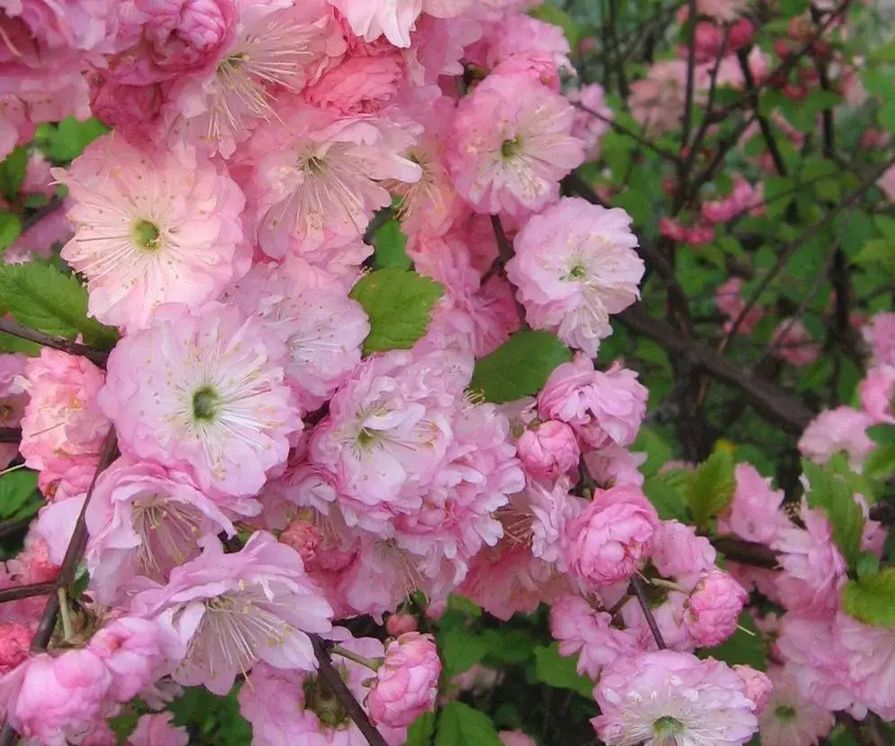 Jak przycinać migdałka, aby uniknąć słabego kwitnienia i chorób