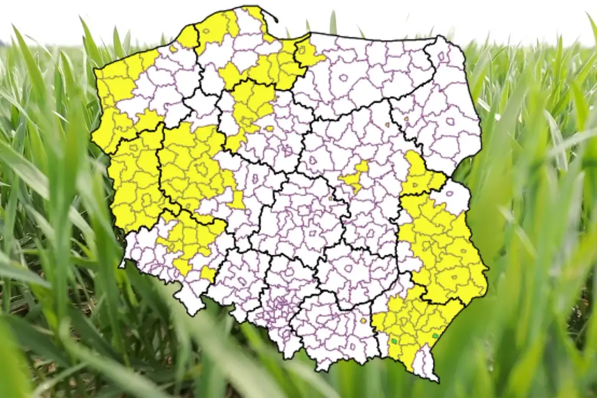 Co z nawozami azotowymi? Poznaj ich wpływ na plony i środowisko