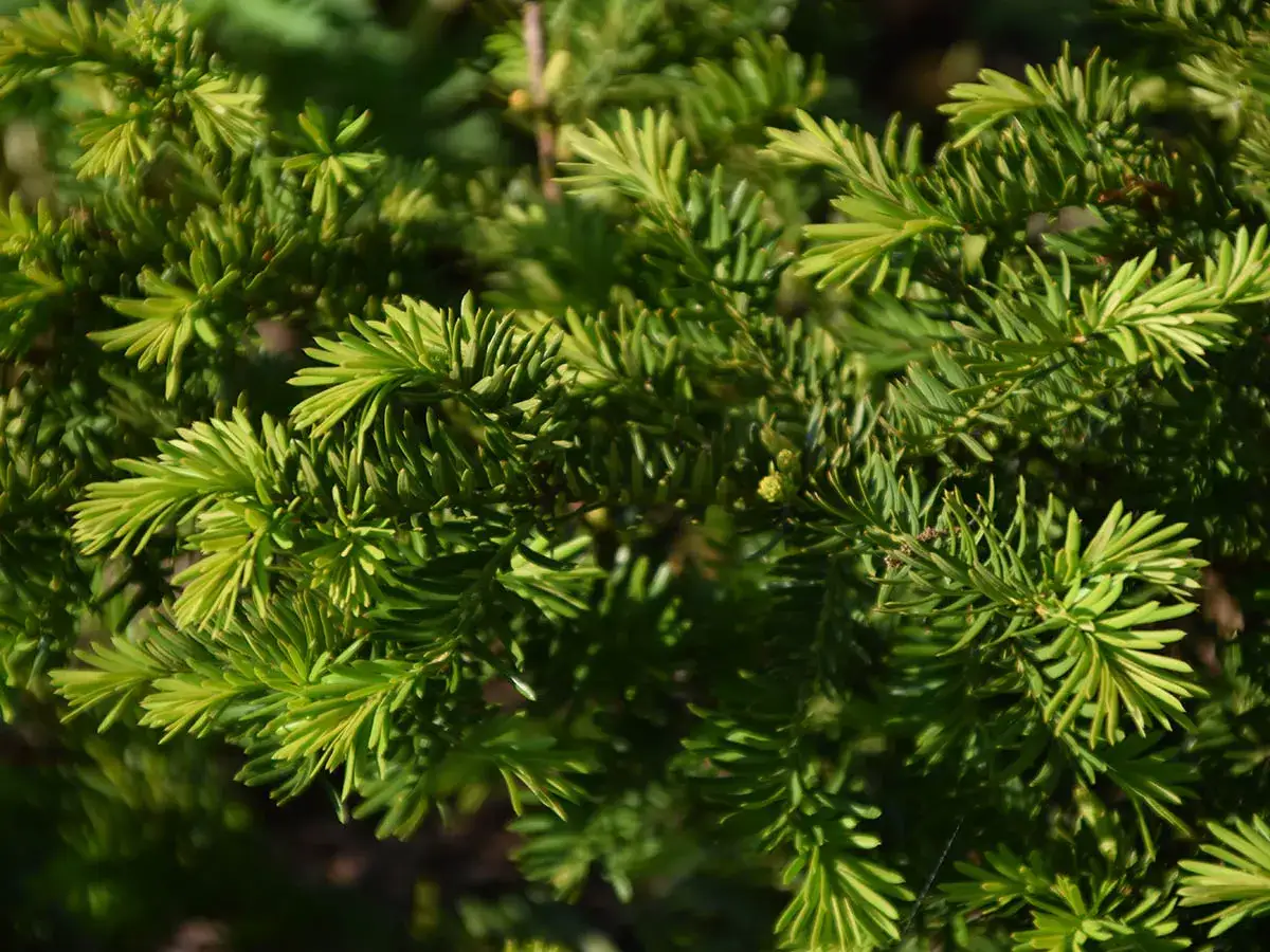 Zielone igły cisów, które mogą być trujące dla psa.