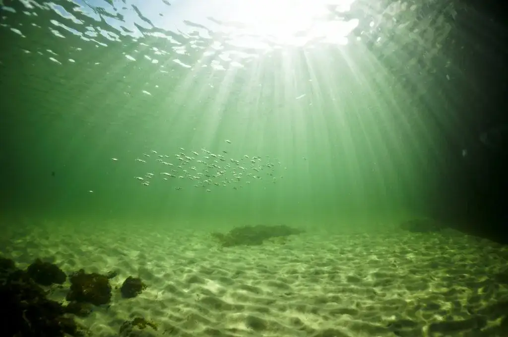 Eutrofizacja – jak to zjawisko wpływa na wody i ekosystemy?