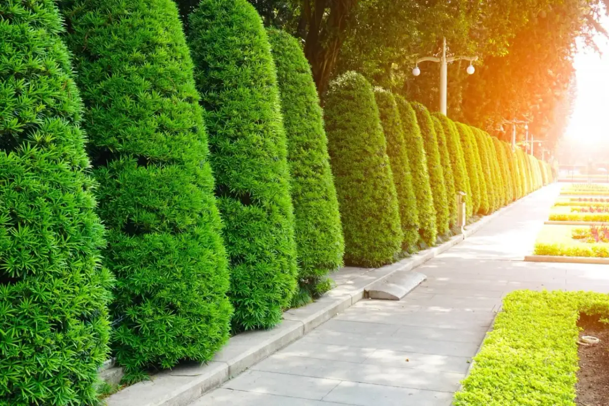 Co zamiast tui do ogrodu? 10 pięknych alternatyw na żywopłot