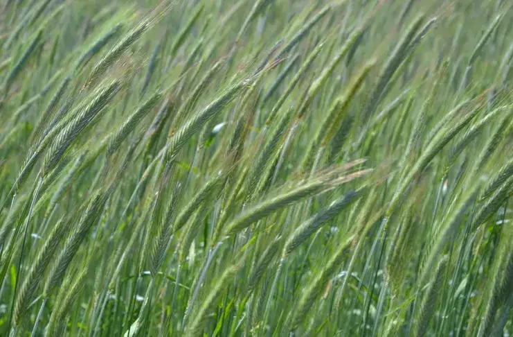 Kiedy siać żyto na poplon, aby uniknąć problemów z glebą?