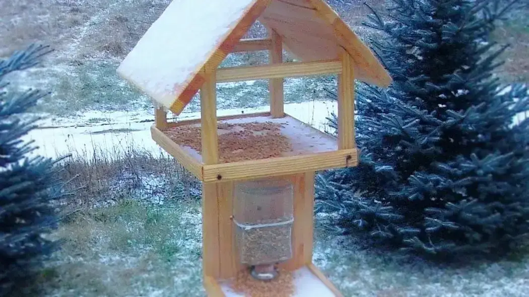 Karmnik dla ptaków DIY: Zbuduj bezpieczną stołówkę dla skrzydlatych!