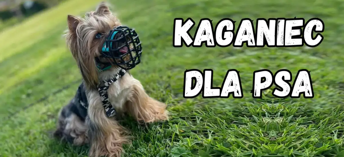 Kaganiec dla psa: Kiedy obowiązkowy, a kiedy to zdrowy rozsądek?