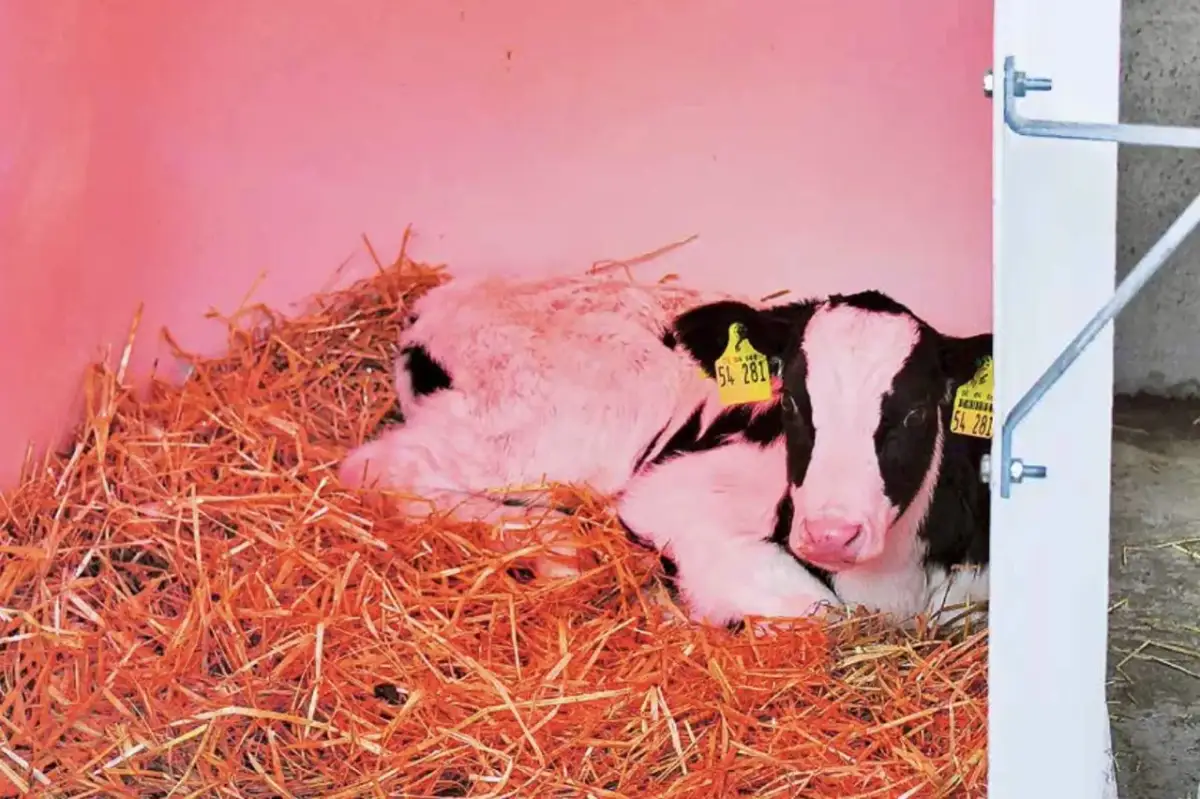 Słabnące szczenięta: Co robić, gdy zdychają po porodzie?