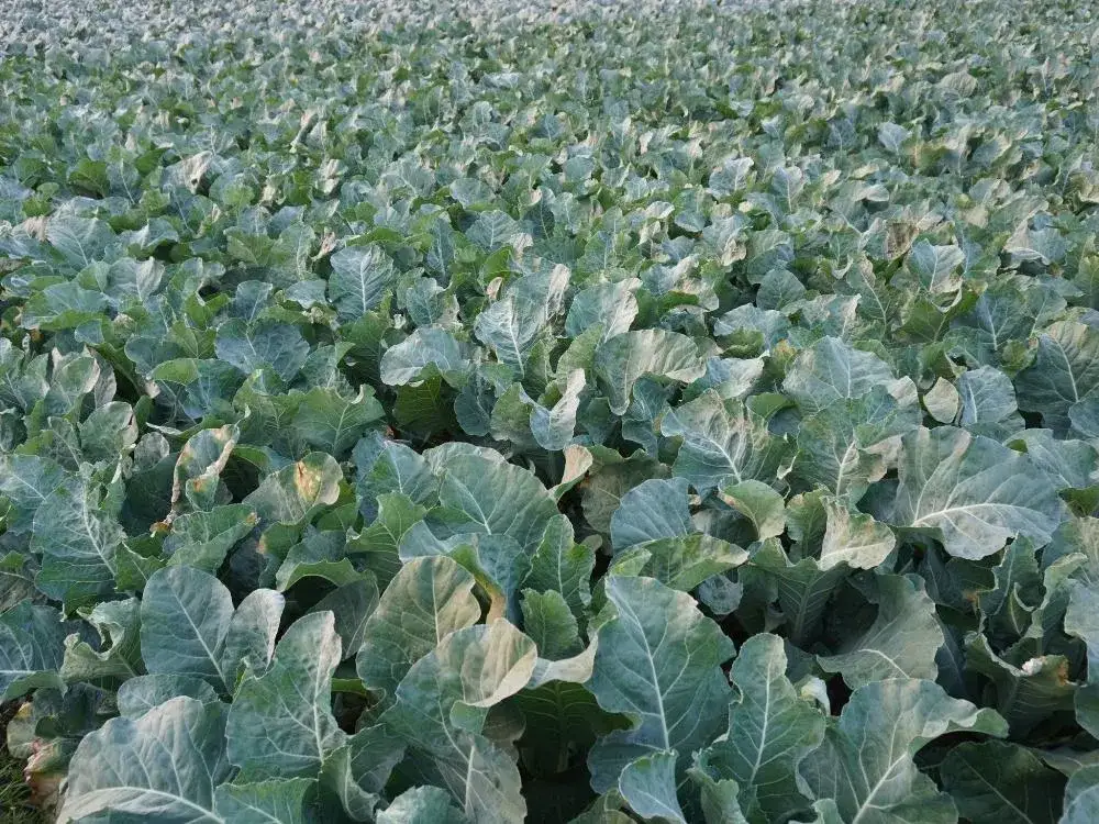 Co uprawiać na 4 klasie ziemi, by uniknąć niskich plonów?