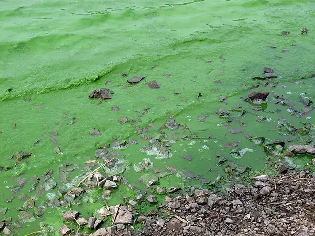 Jak wyglądają sinice w Bałtyku? Co musisz wiedzieć o ich szkodliwości