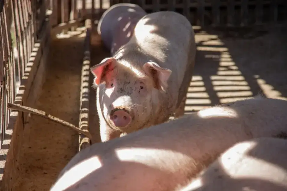 Ile trwa tucz świń? Poznaj kluczowe czynniki wpływające na czas tuczu