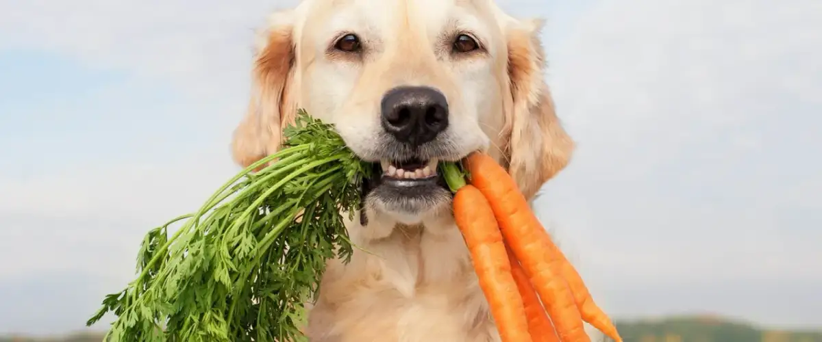 Złoty retriever z pękiem świeżych marchewek w pysku. Czy szczeniak może jeść marchewkę? Tak, to zdrowa przekąska!