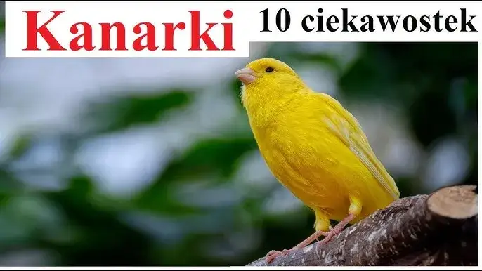 Kanarki: Skąd naprawdę pochodzą? Obalamy mity o ich korzeniach.