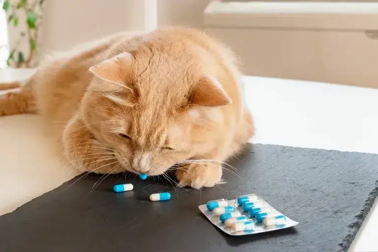 Jak podać kotu tabletkę na odrobaczanie bez stresu i problemów