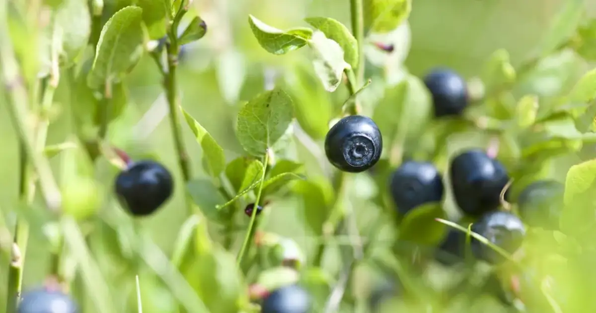 Do kiedy trwa sezon na jagody? Sprawdź, aby nie przegapić!