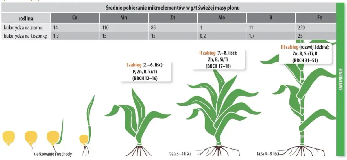 Nawożenie kukurydzy: Maksymalny plon ziarna i kiszonki - praktyczny poradnik