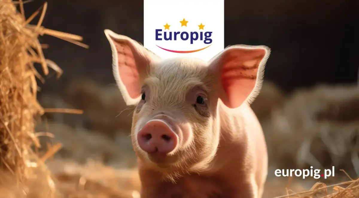 Od warchlaka do tucznika – gdzie dziś hodowca realnie traci, a gdzie może odzyskać marżę