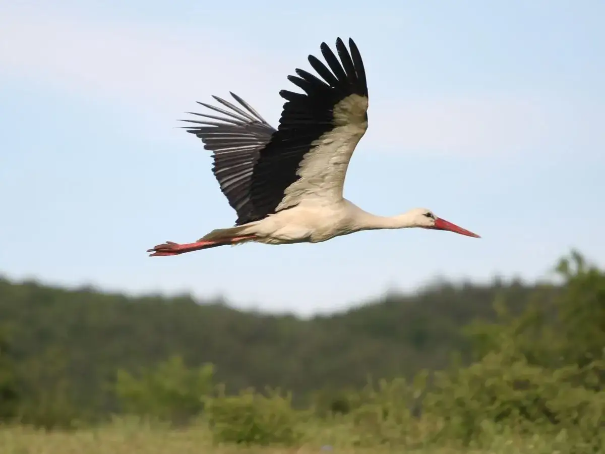 Co oznacza bocian chodzący po polu? Przesądy, fakty, sekrety.