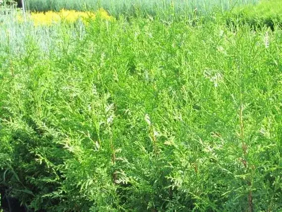 Jakie rośliny na żywopłot zimozielony wybrać, by uniknąć błędów?