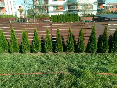 Tuja szmaragd co ile sadzić na żywopłot, aby uzyskać gęsty efekt