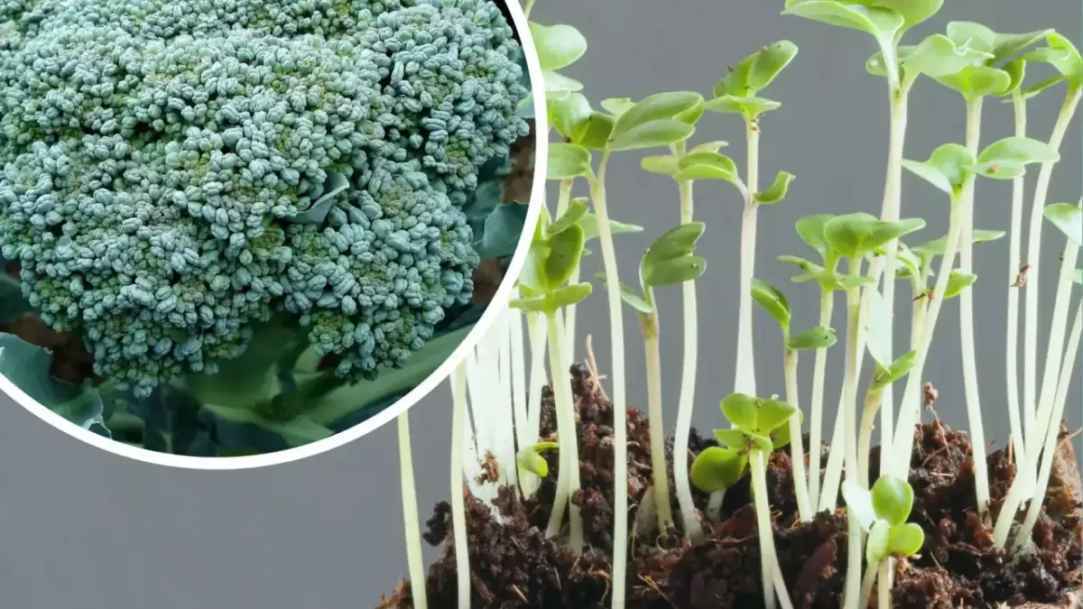 Jak uprawiać brokuły w ogródku - uniknij najczęstszych błędów