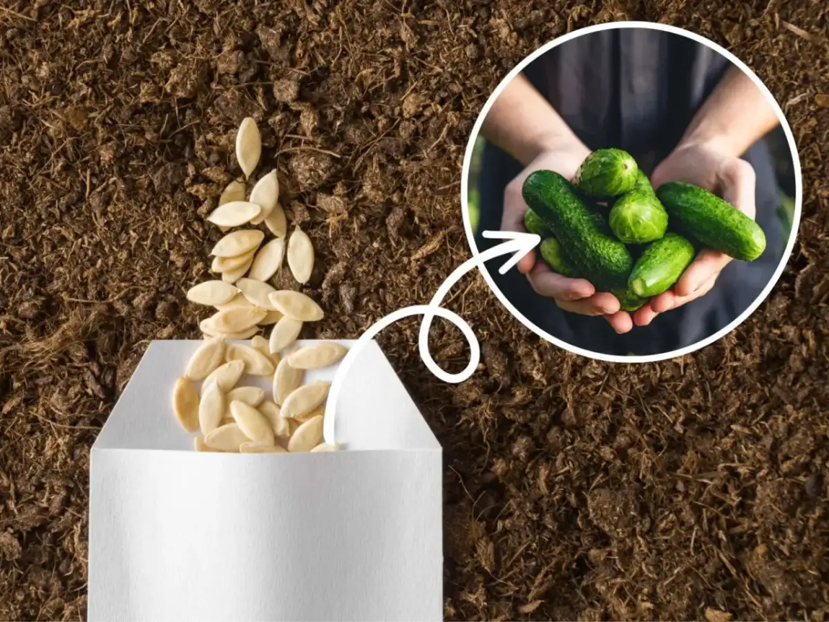 Jak uprawiać ogórki: najważniejsze techniki i sekrety sukcesu