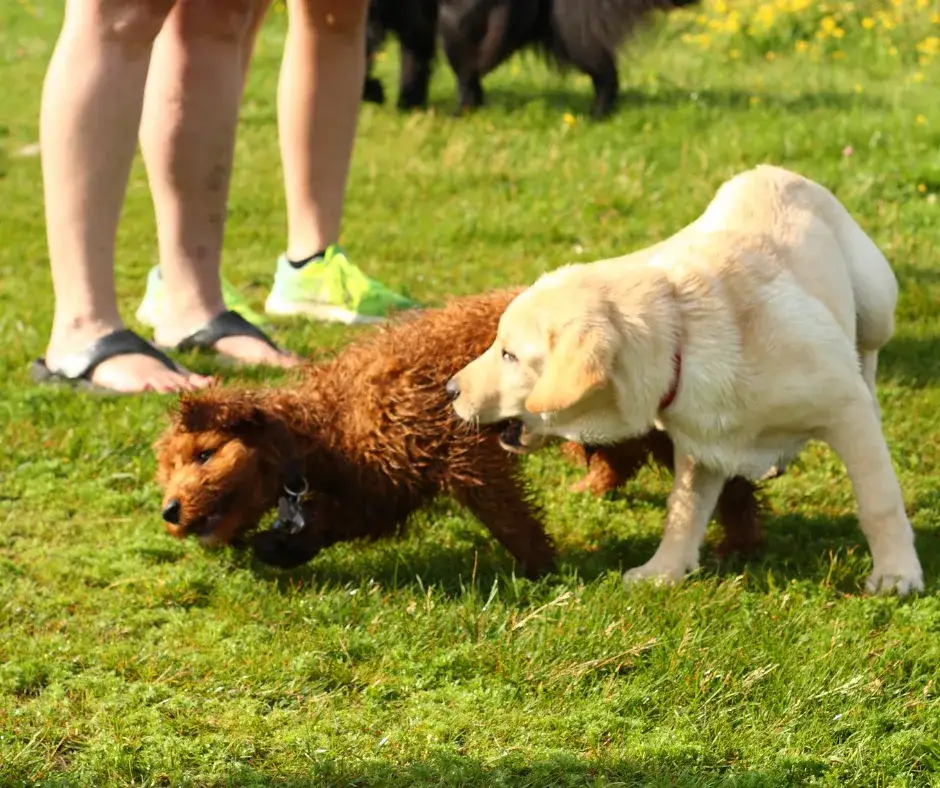 Czy ze szczeniakiem można wychodzić na dwór? Dowiedz się, kiedy!