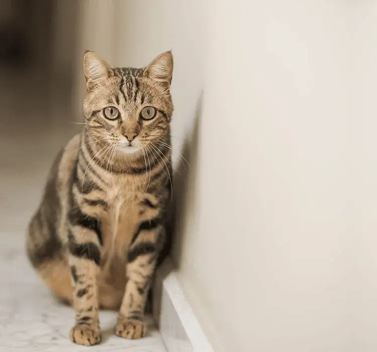 Dlaczego kotek nie chce jeść? Odkryj przyczyny i rozwiązania