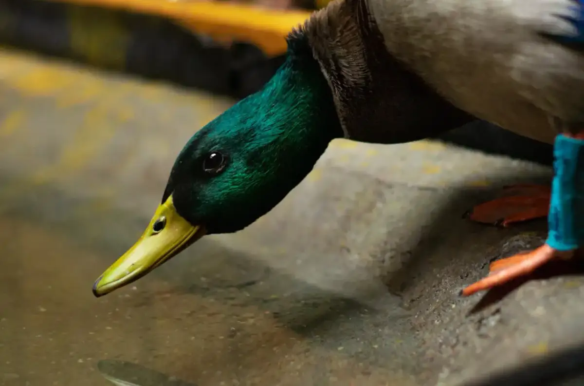Nie karm chlebem! Czym zdrowo dokarmiać gołębie miejskie?