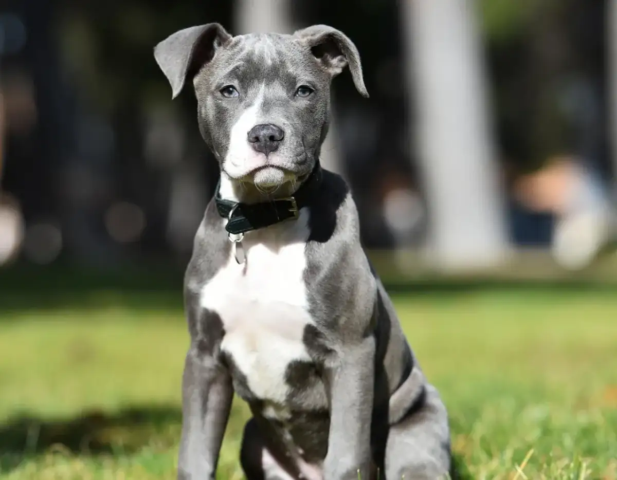 Jak wytresować amstaffa: skuteczne metody, które zmienią jego zachowanie