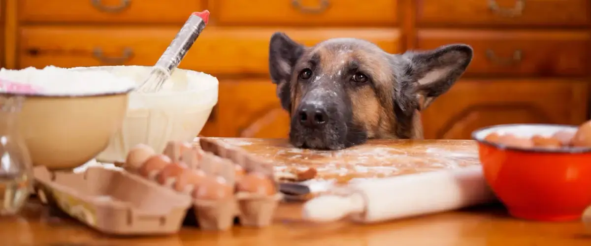 Owczarek niemiecki z mąką na pysku obserwuje składniki do pieczenia. Zastanawia się, ile gotować mięso dla psa, by było zdrowe i smaczne.