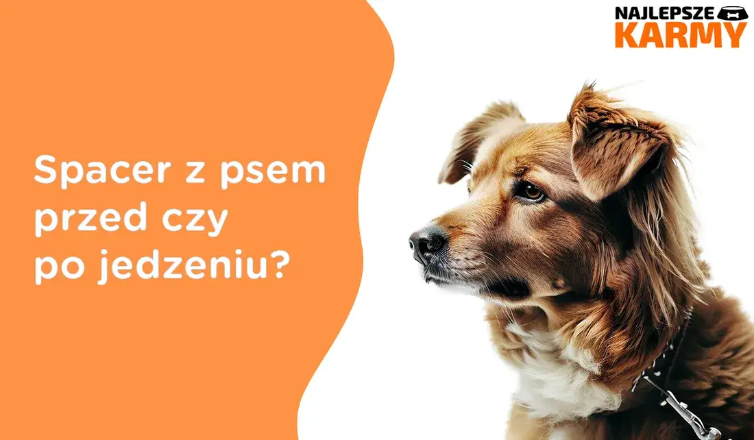 Kiedy wychodzić z psem na spacer przed czy po jedzeniu, aby uniknąć problemów zdrowotnych