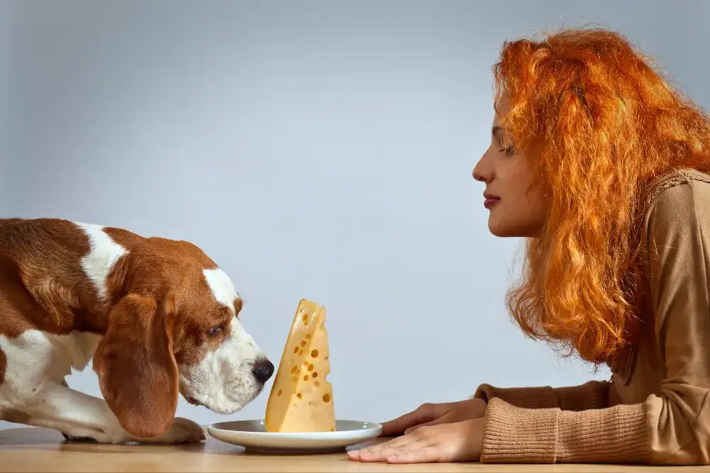 Czy pies może jeść ser pleśniowy? Odkryj niebezpieczeństwa dla zdrowia psa