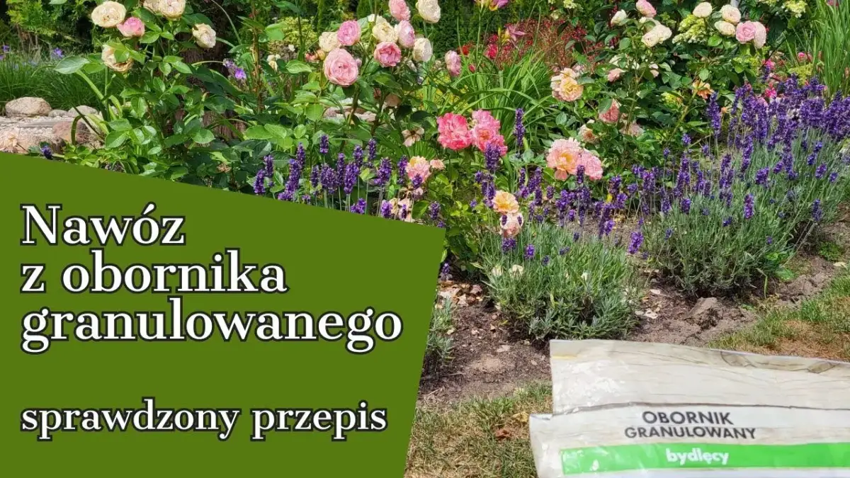 Jak zrobić nawóz z obornika, by zyskać zdrowe rośliny w ogrodzie
