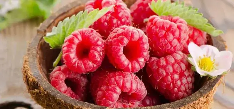 Czy ketony malinowe odchudzają? Prawda o ich skuteczności i ryzyku