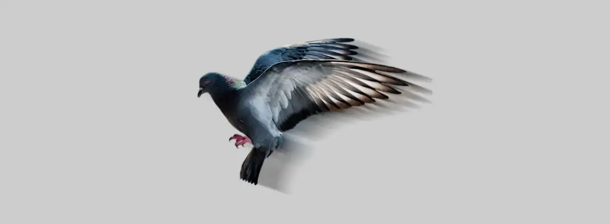 Czy nawóz gołębi jest szkodliwy? Dowiedz się o zagrożeniach i korzyściach!