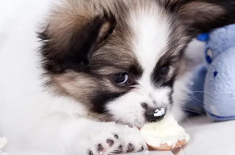 Czy pies może jeść białko z jajka? Bezpieczne porady dla zdrowia psa