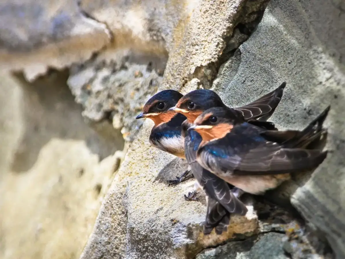 Jaskółki na elewacji? Jak je odstraszyć bez łamania prawa