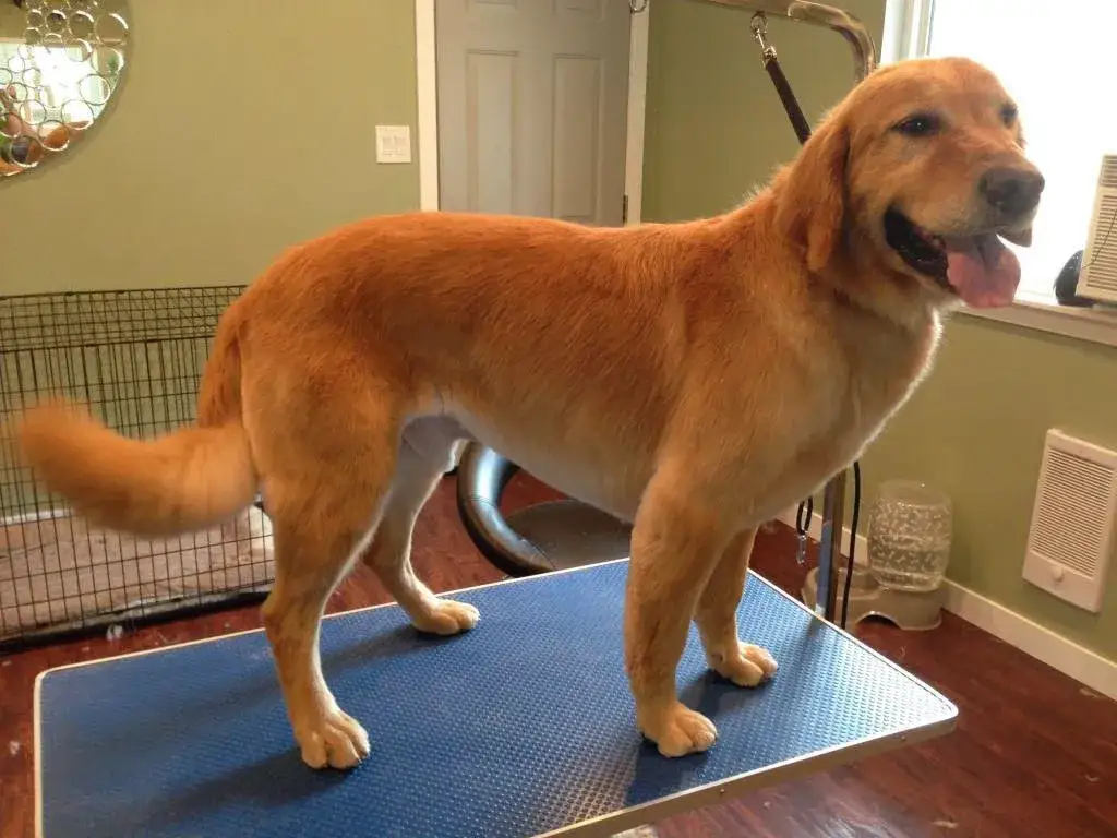 Czy Golden Retriever się strzyże? Uniknij błędów pielęgnacji!