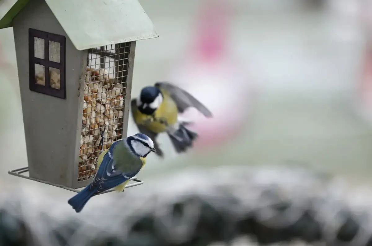Płatki owsiane dla wróbli: Tak, ale jak bezpiecznie dokarmiać?