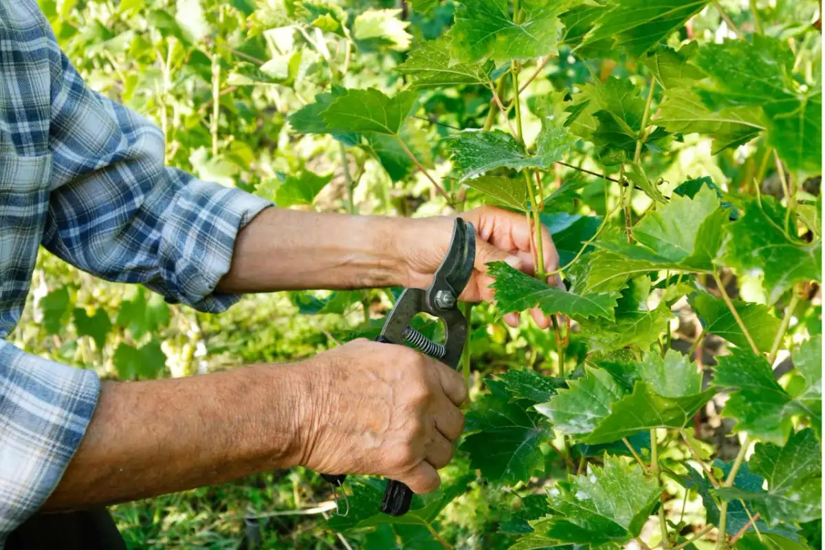 Kwiat winorośli - Dlaczego jest kluczowy dla obfitych zbiorów?