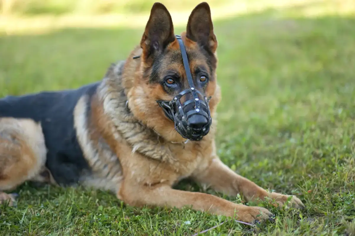 Kaganiec dla owczarka niemieckiego: Jak wybrać idealny i oswoić psa?